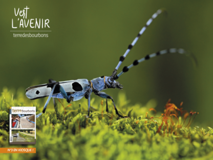 histoire terre des bourbons verdure nature