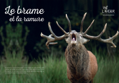 Terre des bourbons magazine n°11 – Image 3