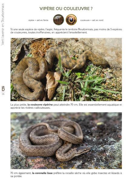Terre des bourbons magazine n°26 – Image 5